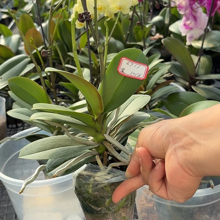 佳***佳完全开放新品小叶高花剑1颗