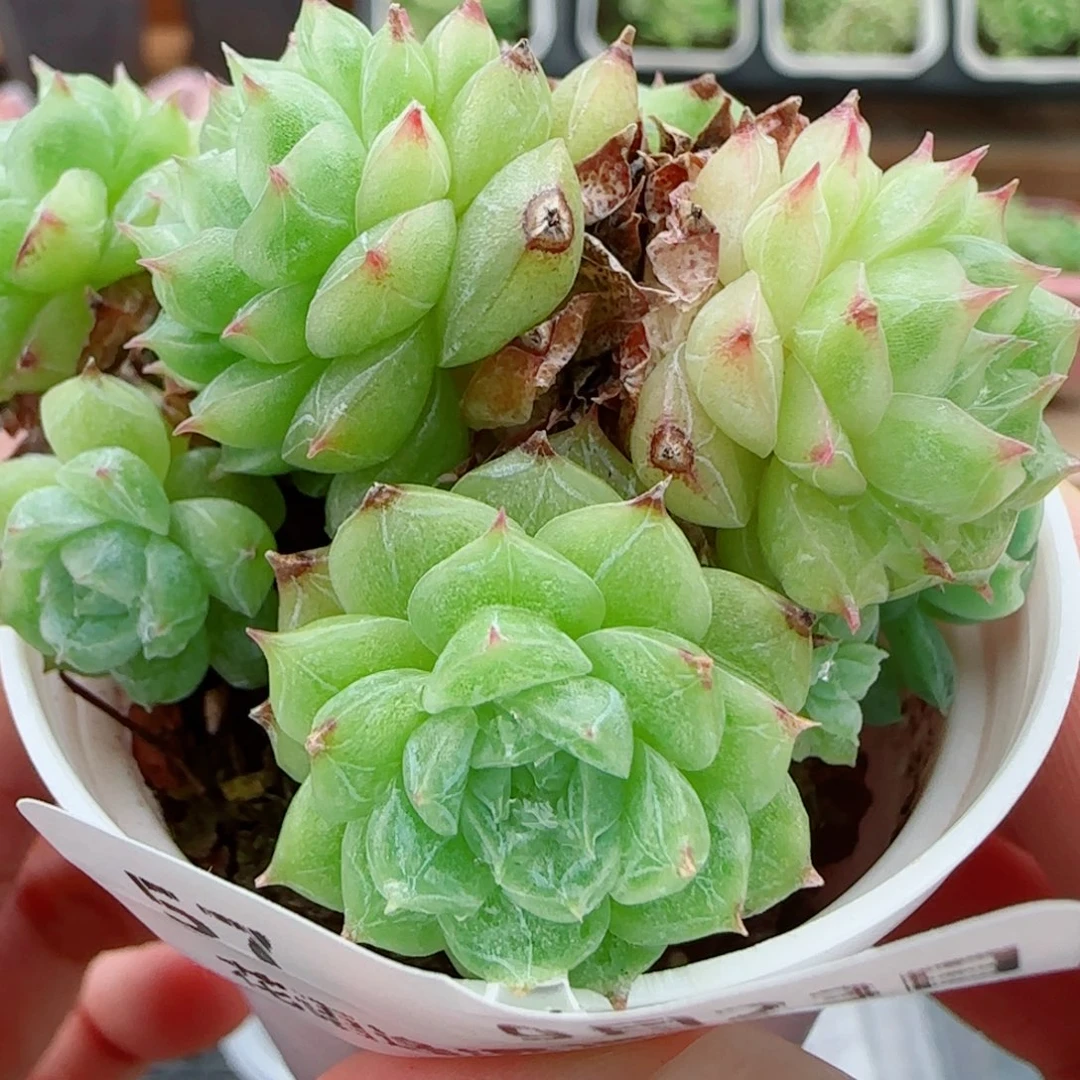 花语逸镜0923-57散