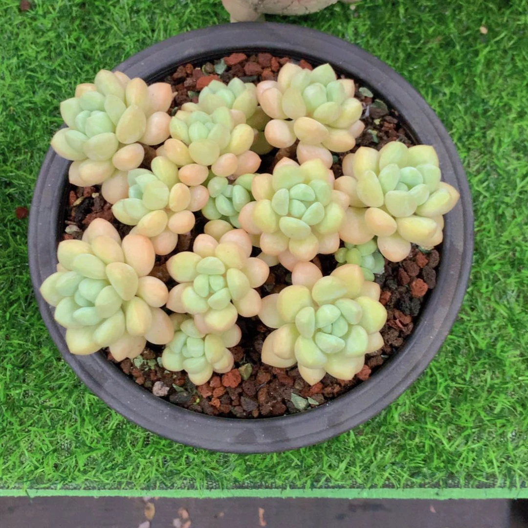 @****泡泡糖多肉植物一物一拍