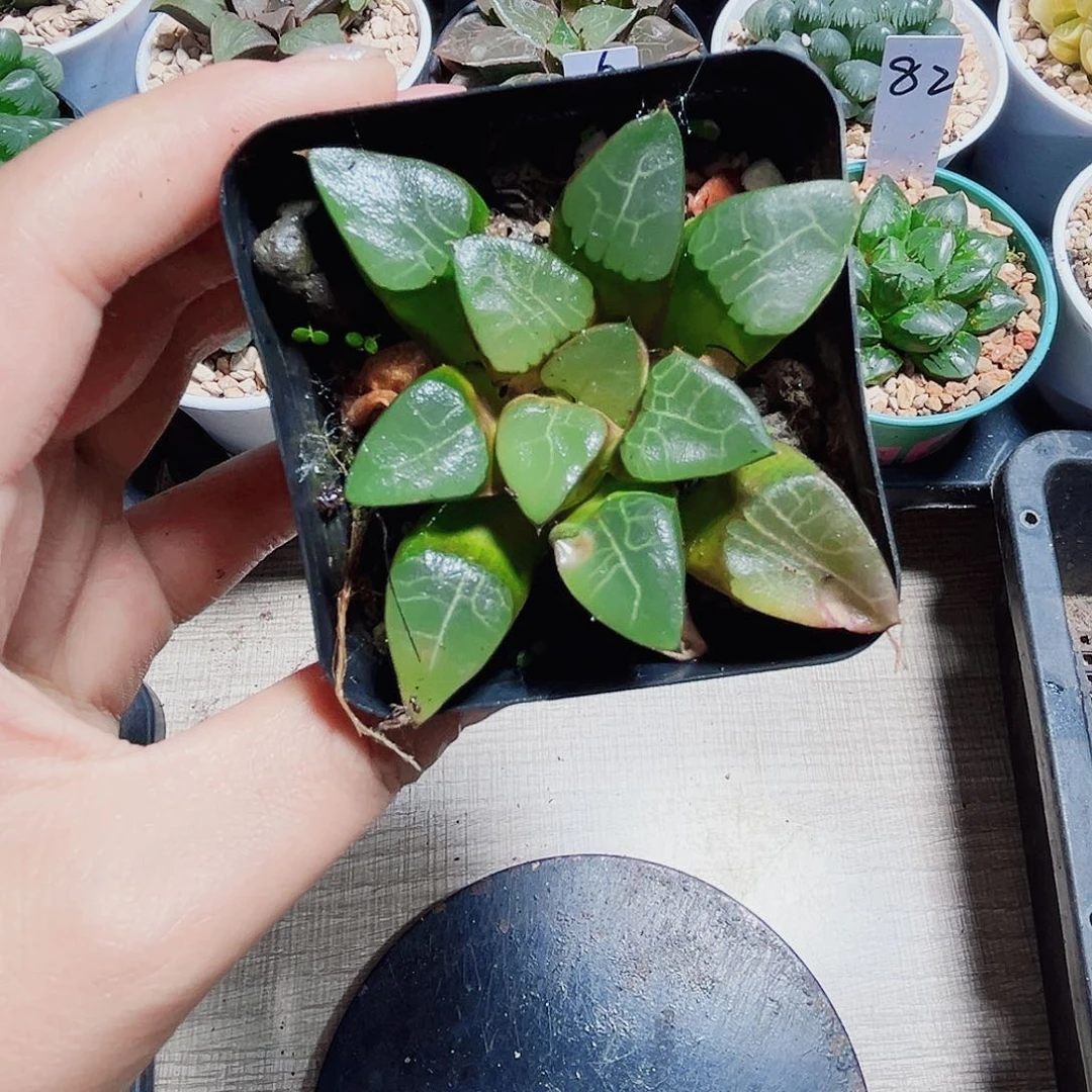停****h特价实生多肉植物6666