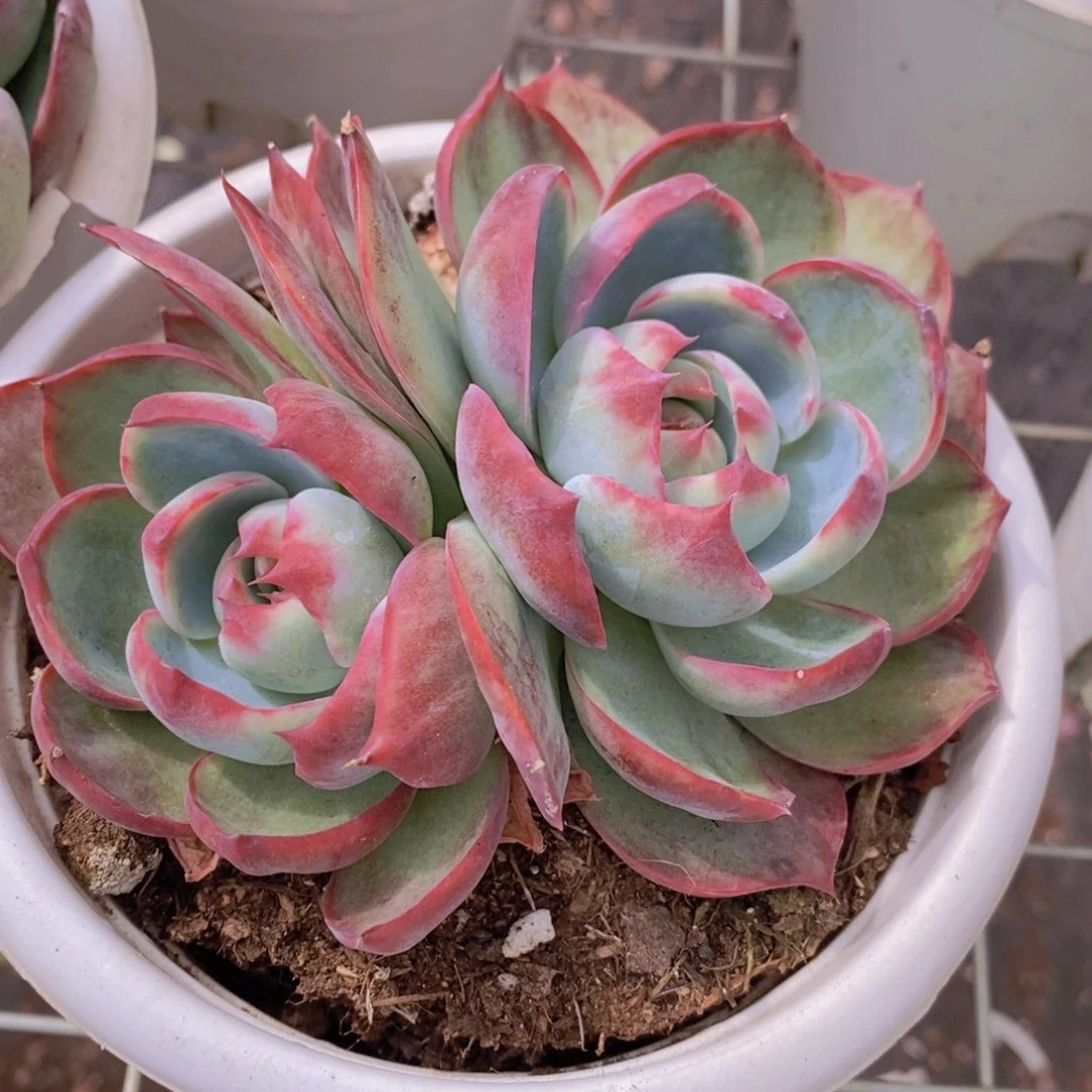 惊鸿仙子双头起发精控精养