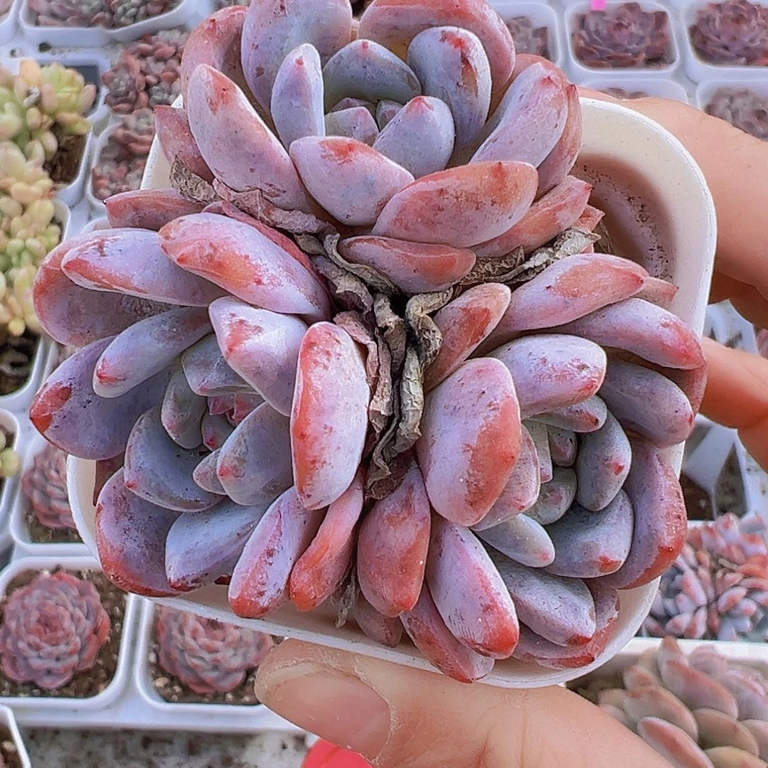 樱花橙群19包邮多肉