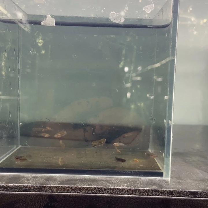 斗鱼包活不包损所见即所得116