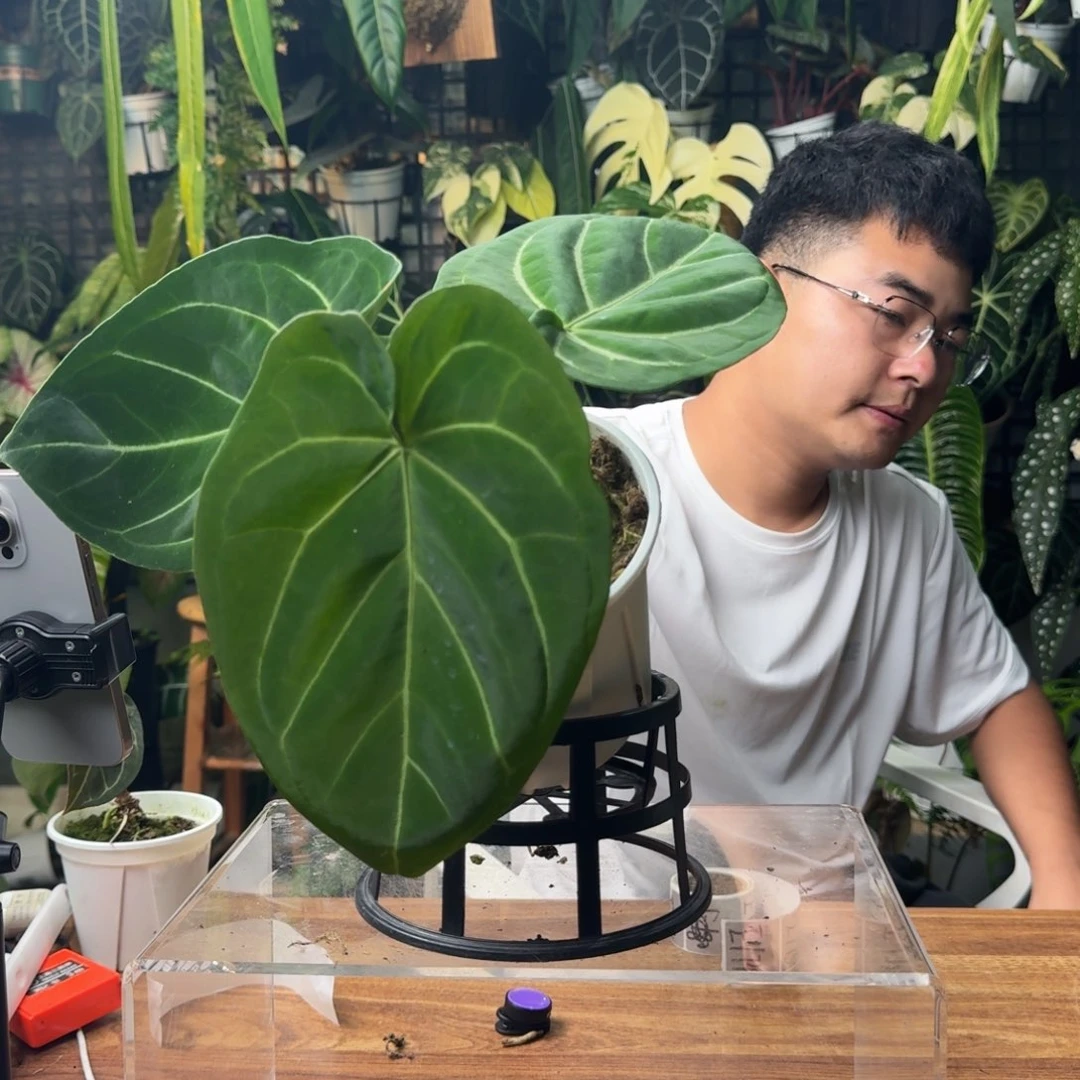 左***是无花朵一物一拍E173
