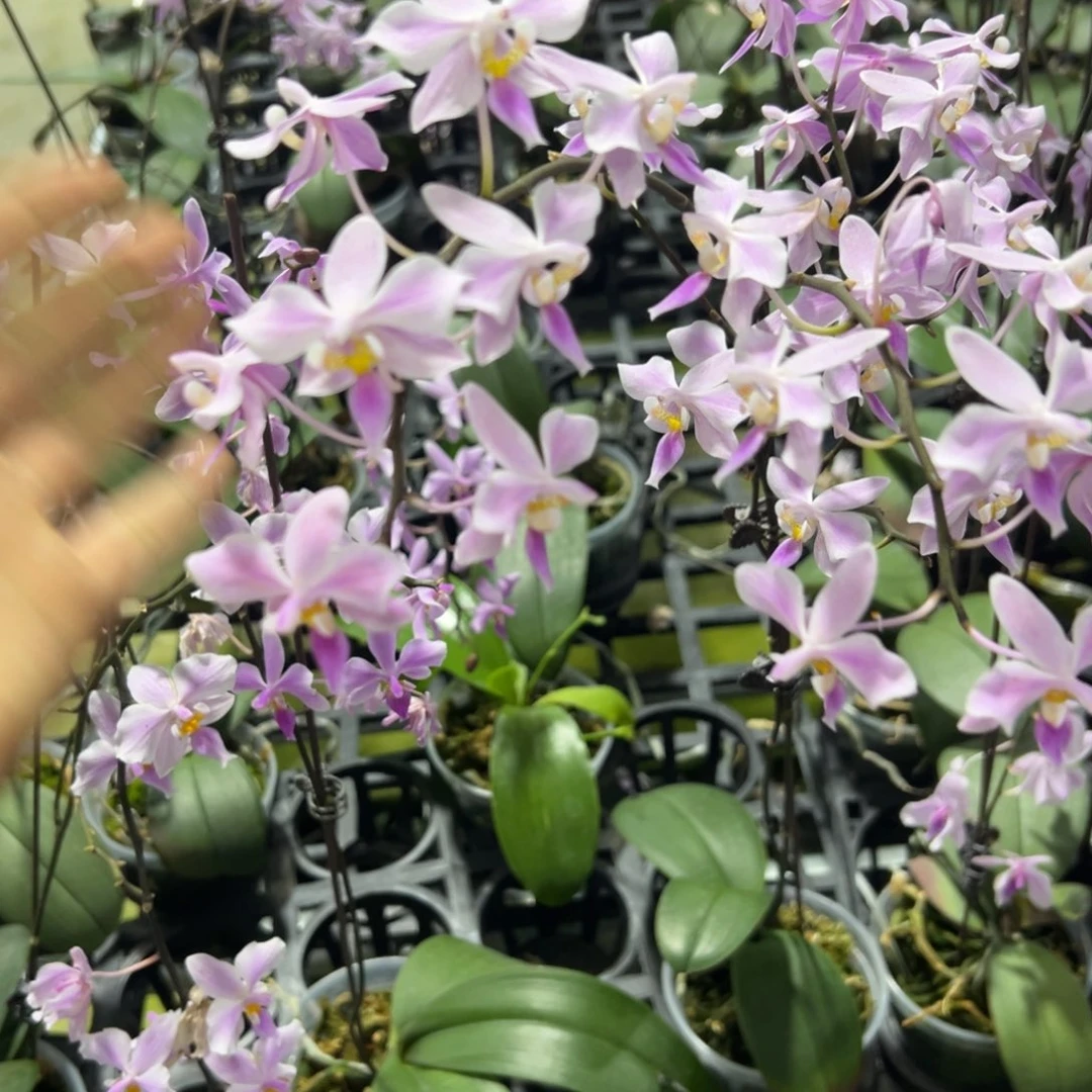 完全开放l6002瑕疵三寸ys1156