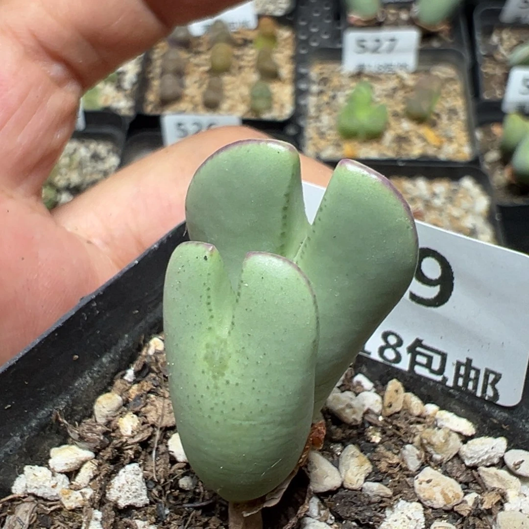 【闪购商品】 529。