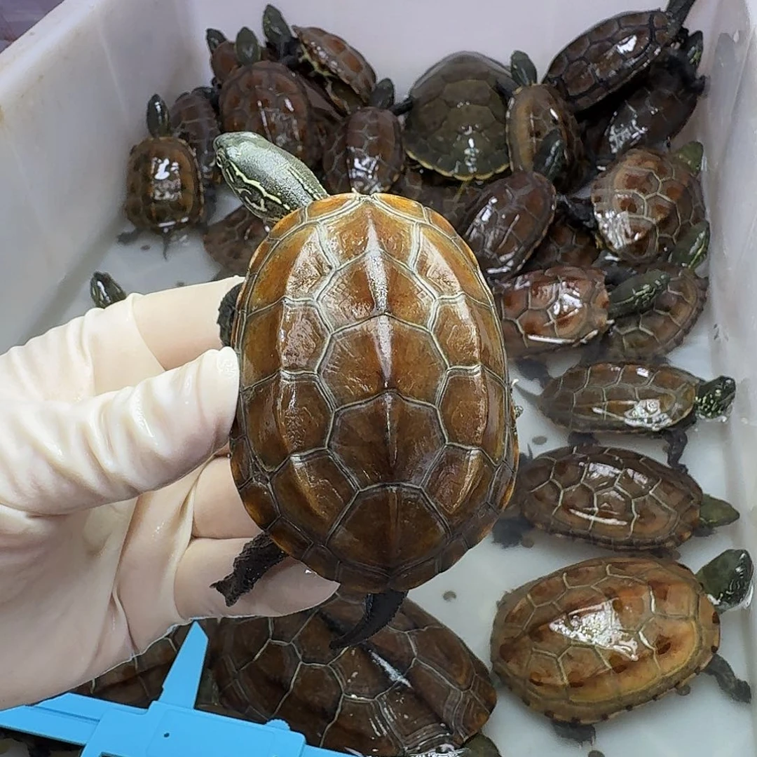 用***1公母搭配中华草龟