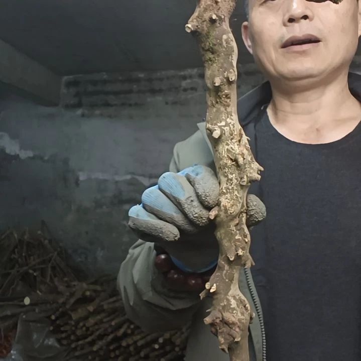 稳定木国*贵州檬子木   铁马鞭   根艺  半成品