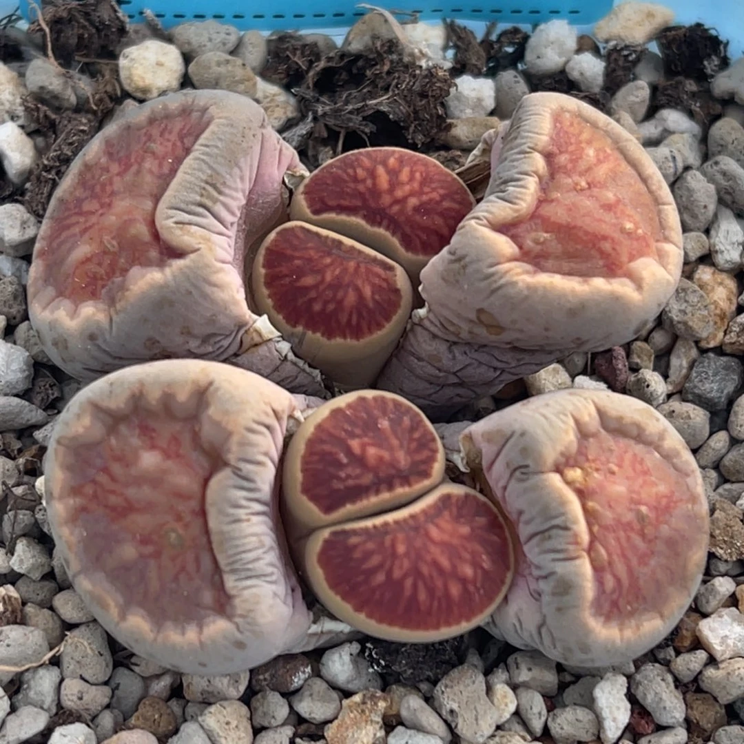 8387双头莲花红窗菊一颗