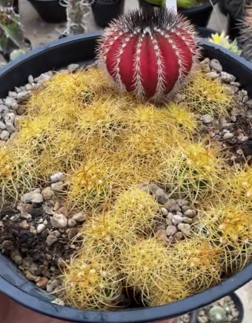 实生红色尤伯球整盆打包价