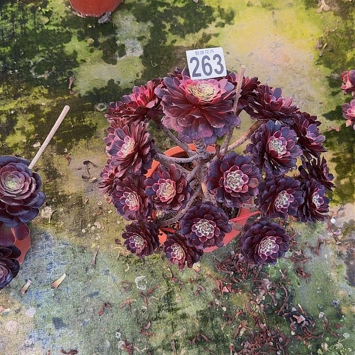 00000000000000000263金刚