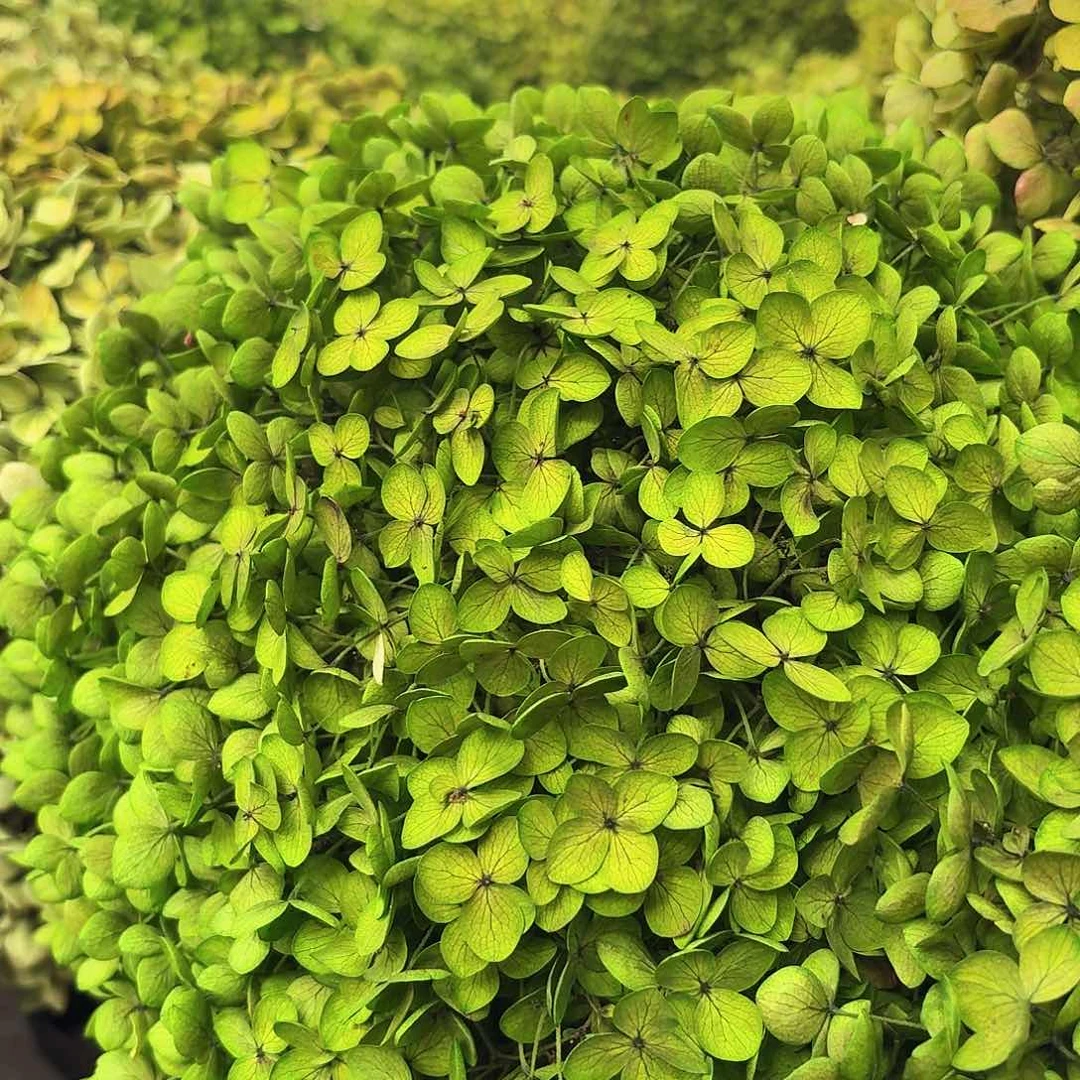 完全开放绿色两支绣球