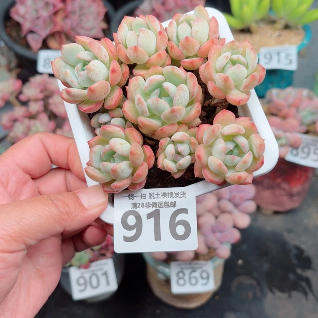 蜜桃格林无盆土发货