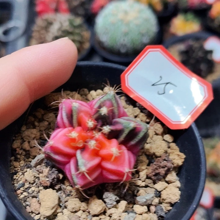 瑕疵非偏远地区满25包邮仙人球裸根