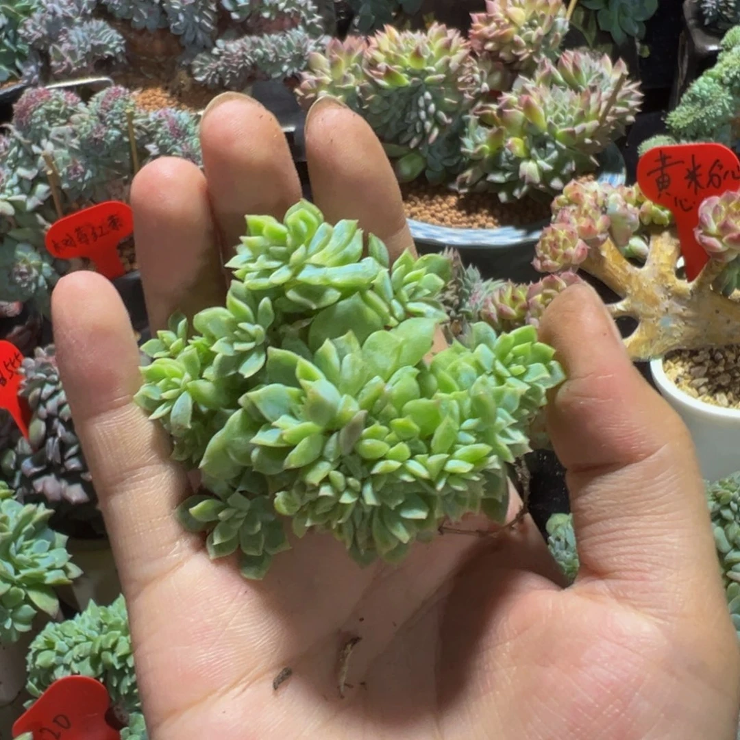 黄粉心冰魄缀19朵朵缀