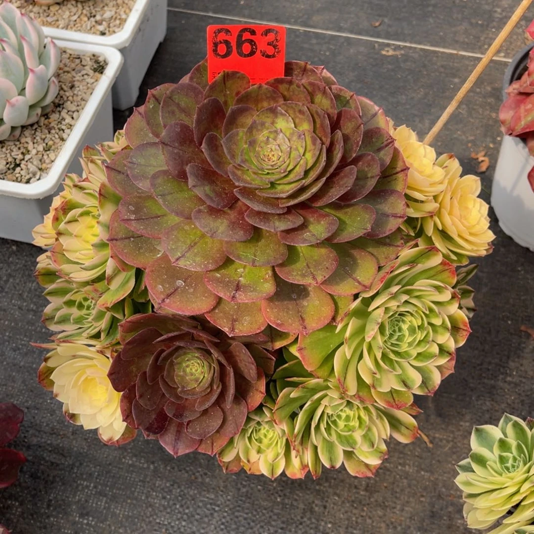 663多肉法师海王白锦