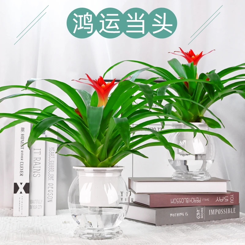 小红星鸿运当头盆栽植物年宵花好养活室内绿植凤梨水培