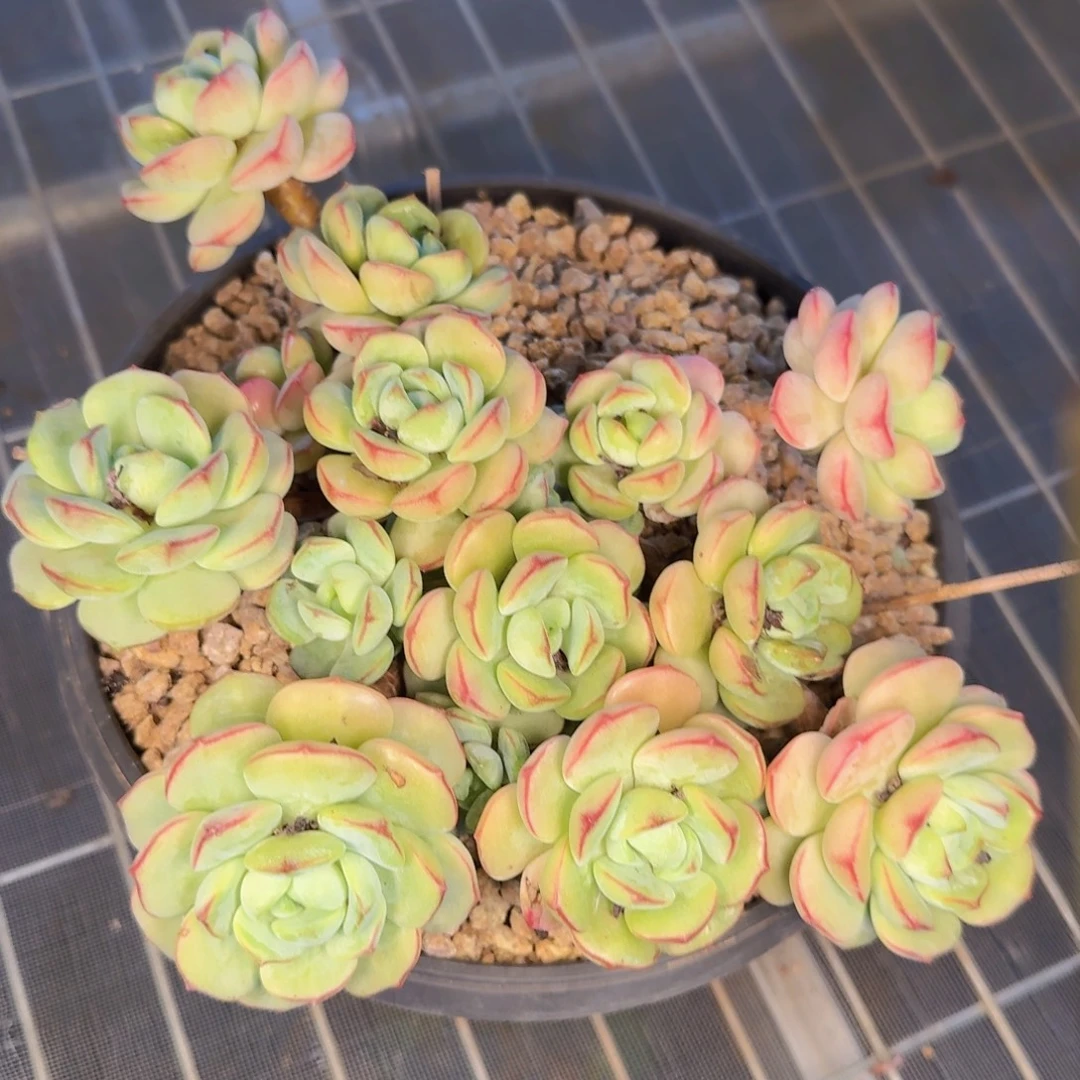 希***琞多肉植物的生长发育