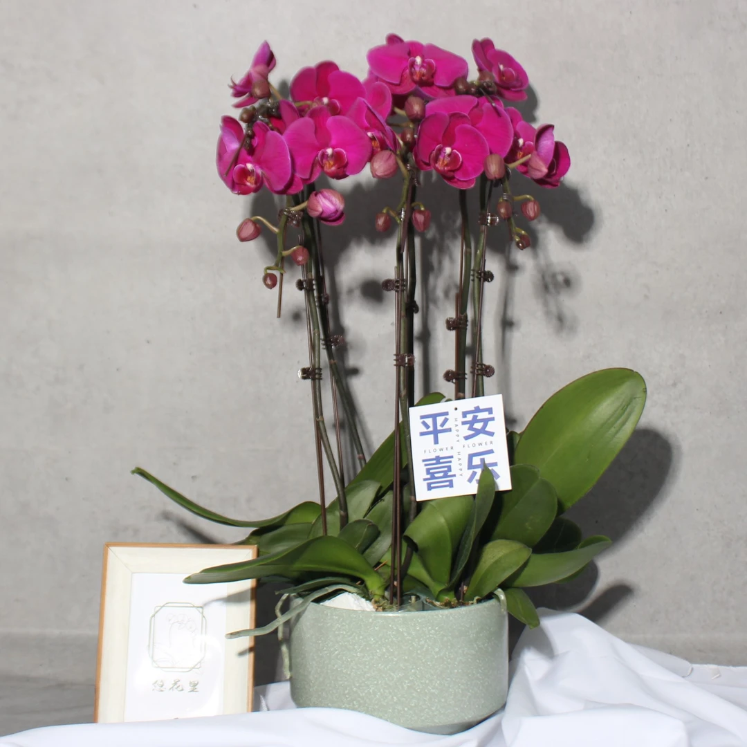 悠花里蝴蝶兰【大辣椒带花带花苞组盆六颗六个花间带盆】开花珠发货