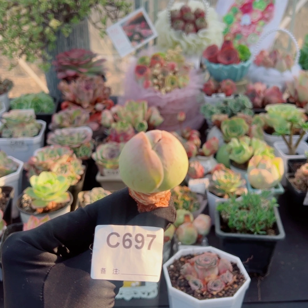 697粉包老桩。  一物一拍