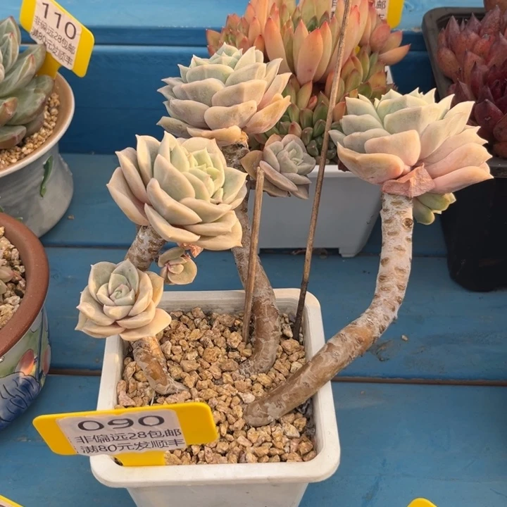 大090，bxncnvnvnbnnn