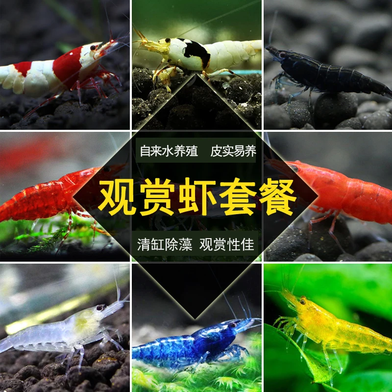 观赏虾宠物虾活体樱花虾黄色虾红琉璃虾红色极火虾水草缸除藻虾