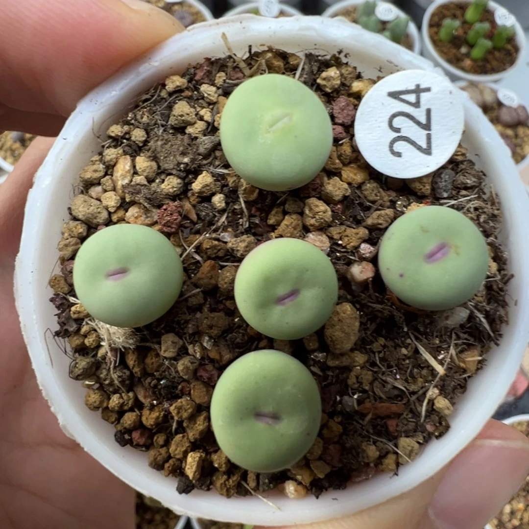 P嘴一颗脱土224000