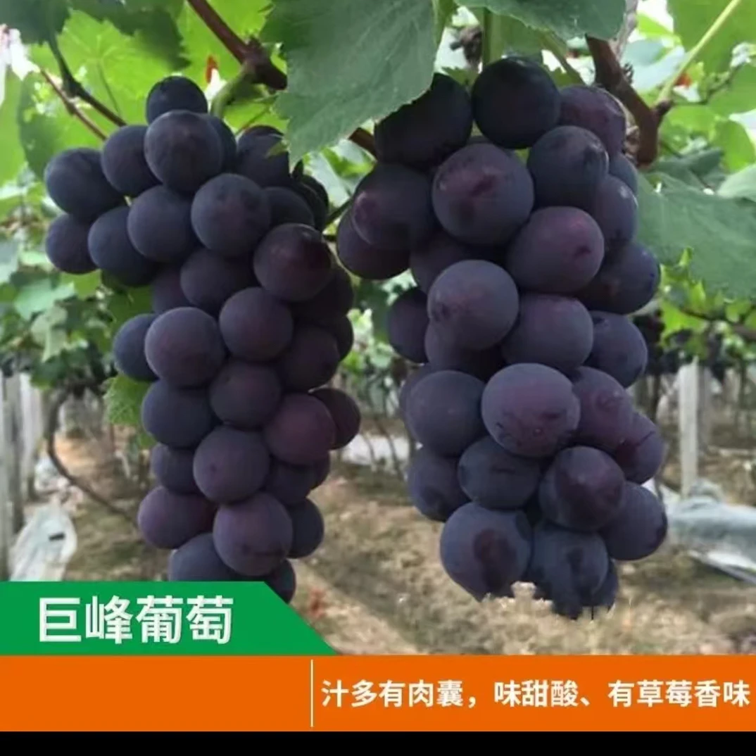 优质葡萄树苗巨峰阳光夏黑巨胜一号盆栽地栽南北方种植