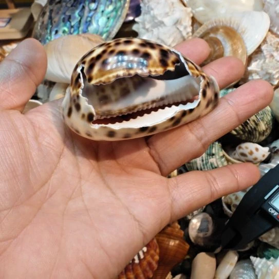 石材天然海螺贝壳鱼缸造景