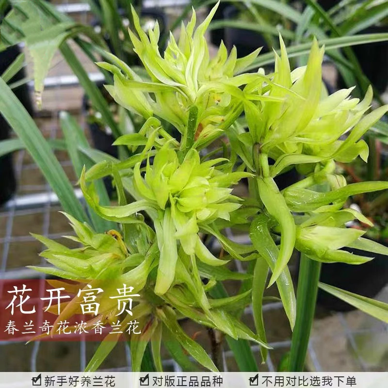 【花开富贵】春兰铭品奇花正品老种花开曡瓣浓香型客厅阳台盆栽国兰