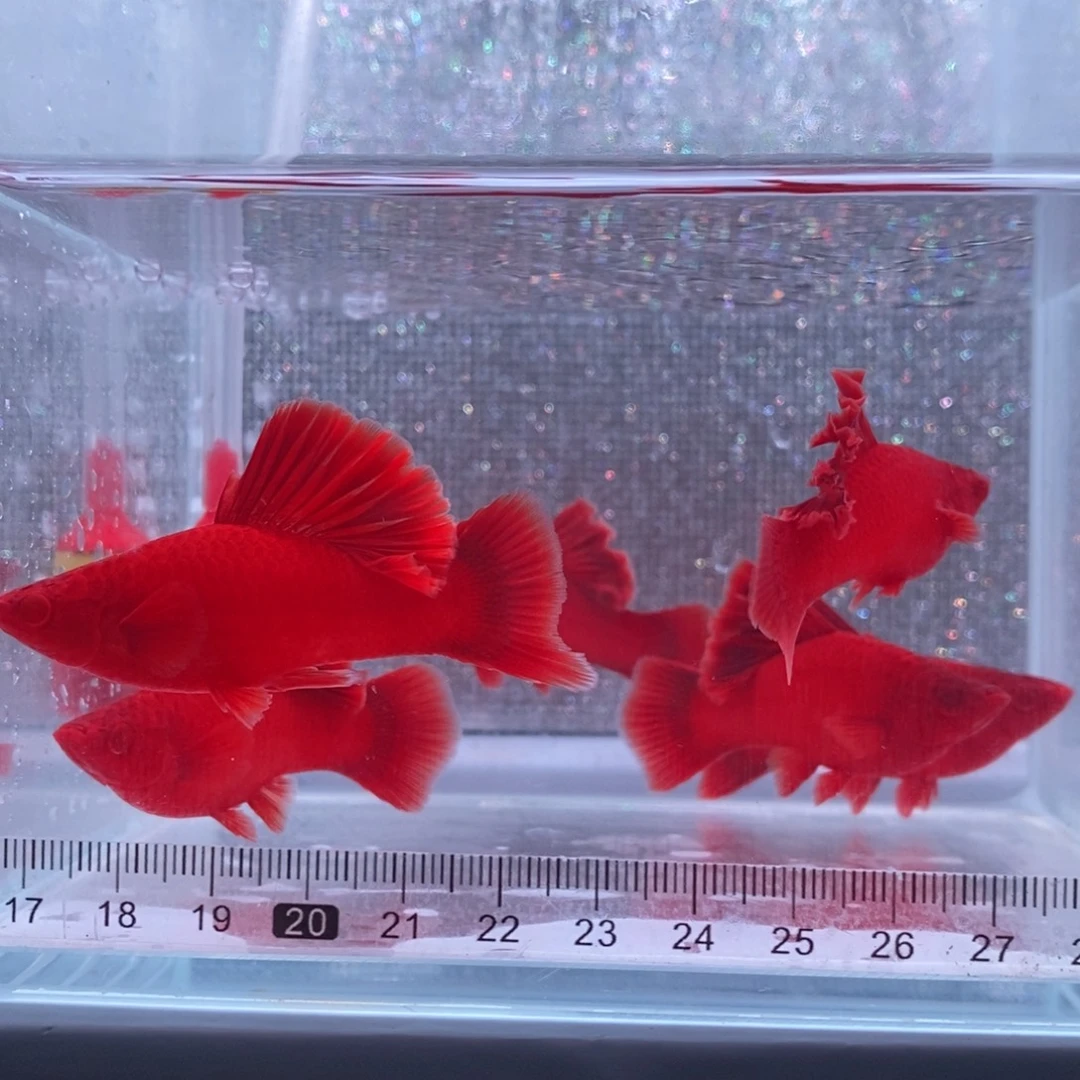 红剑鱼高鳍红剑成鱼2公4母