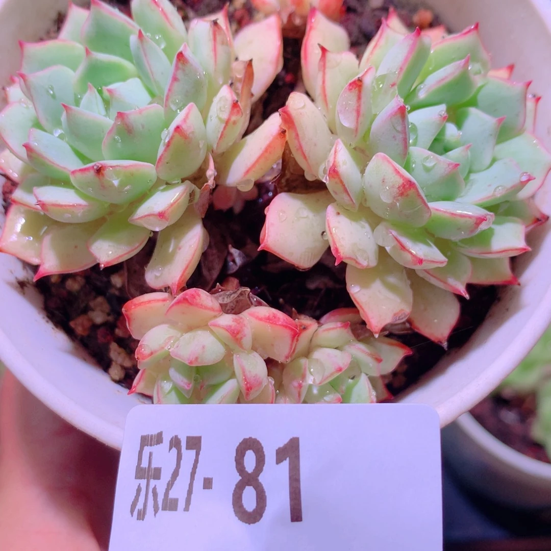 乐然27-81 翡翠船 不包整