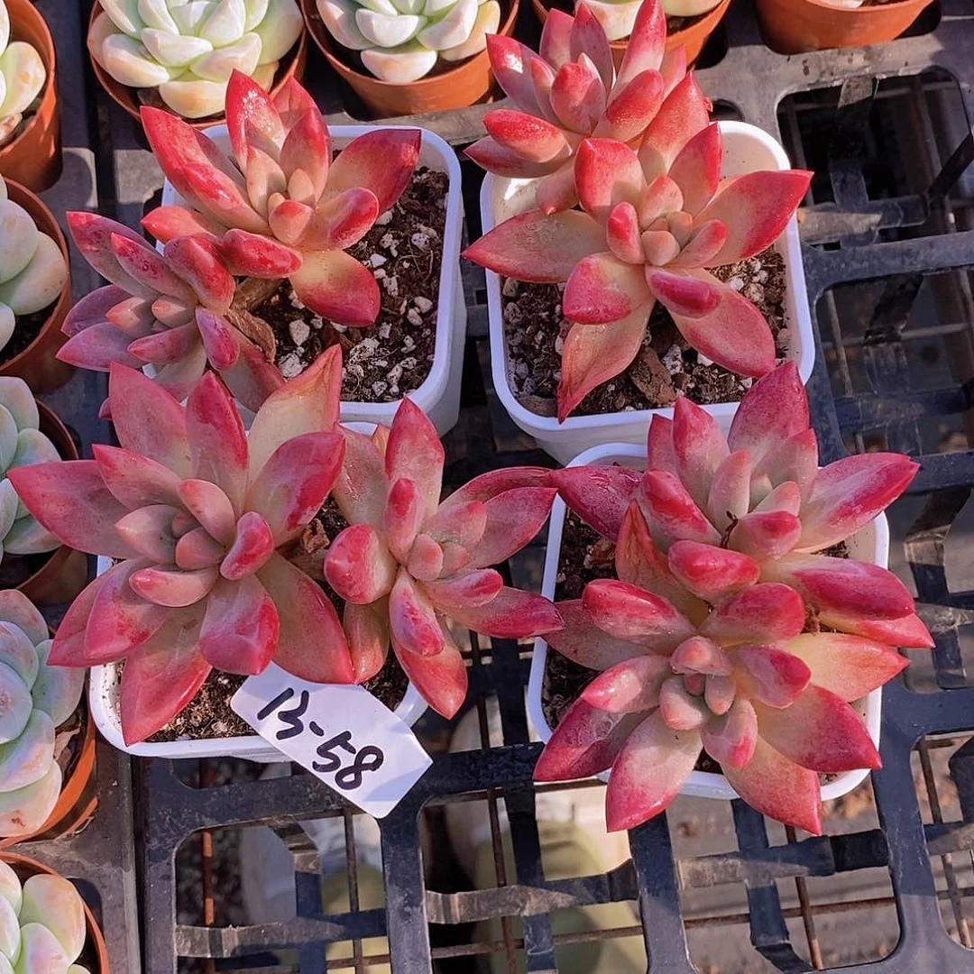 13-58-双头知音美人福利一颗量拍