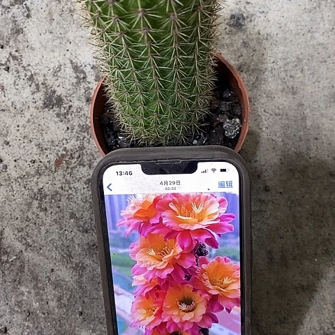 时光，高15公分左右