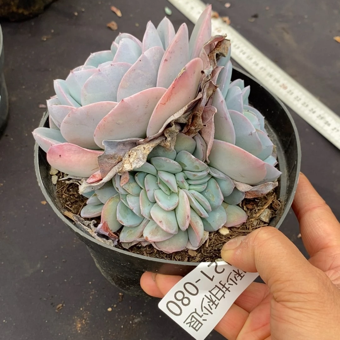 两单包邮1121-80布鲁蓝