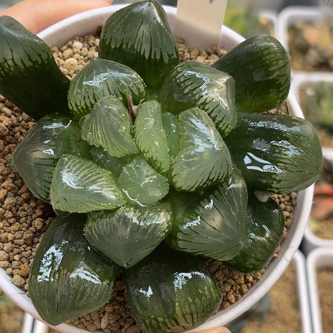 21巨峰糯玉露福利专场