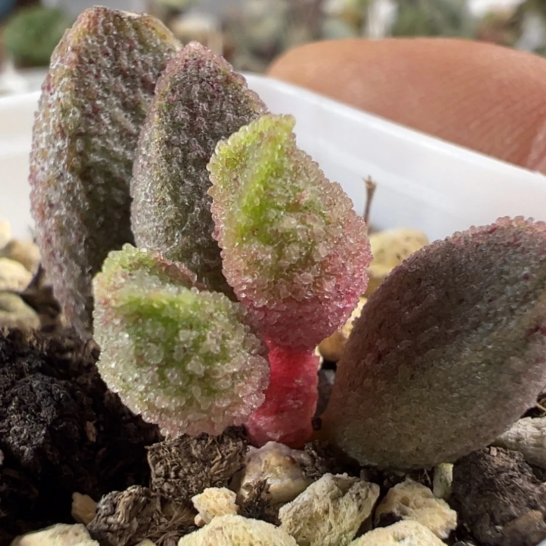 实生新品多肉植物水泡