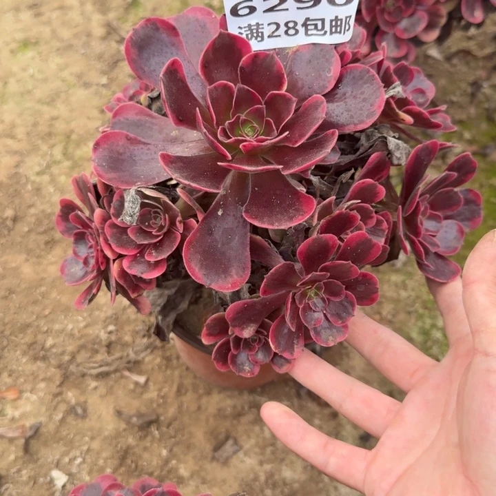 6290二号棚凤冠多肉K