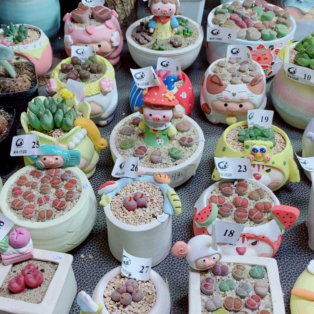 超***泥生石花花花花花花花456