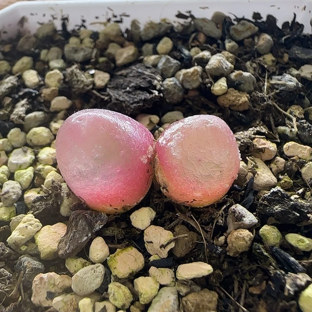 289双头灯泡带盆土