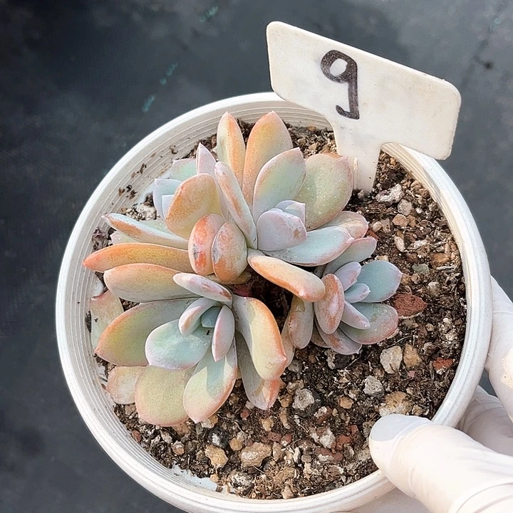 奶茶9号码牌子的话题