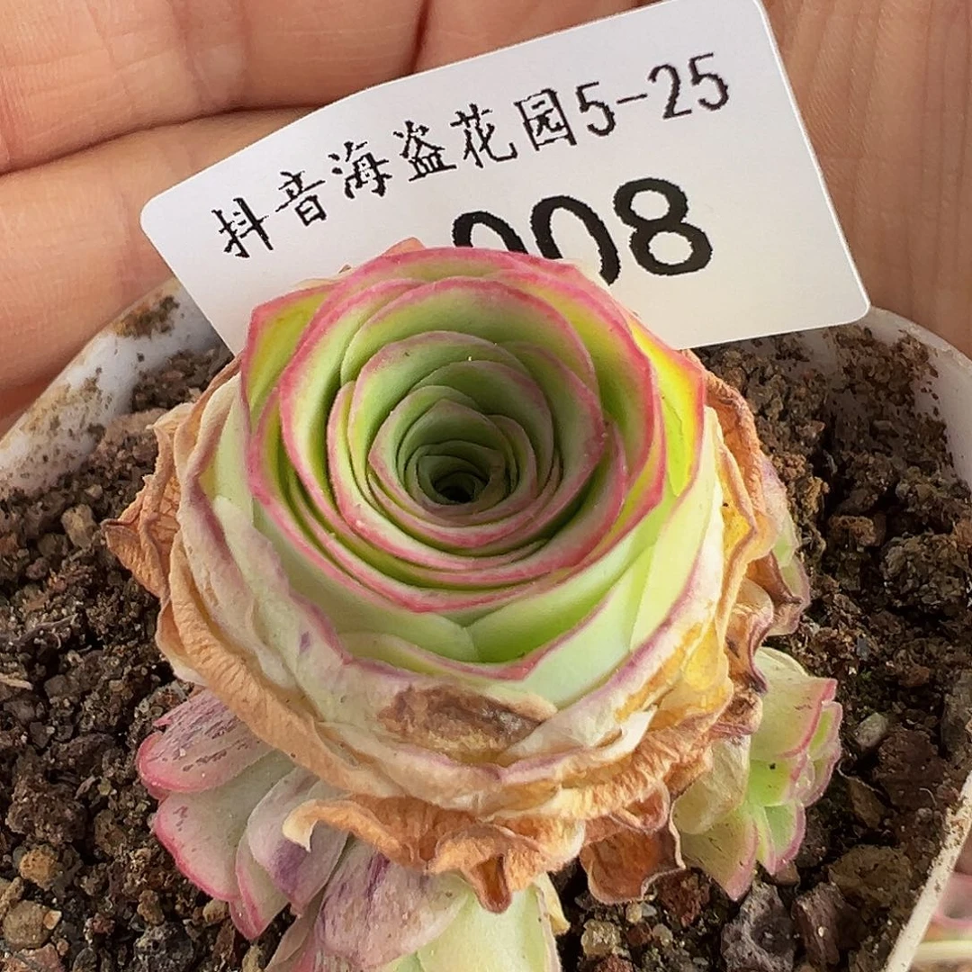 ?****鲤C008 福袋。