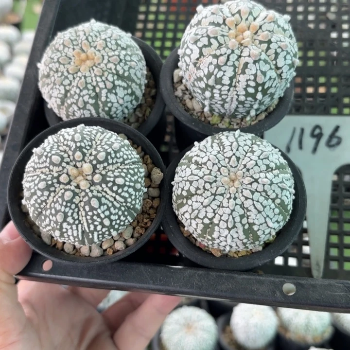 1196四个实生福利带盆