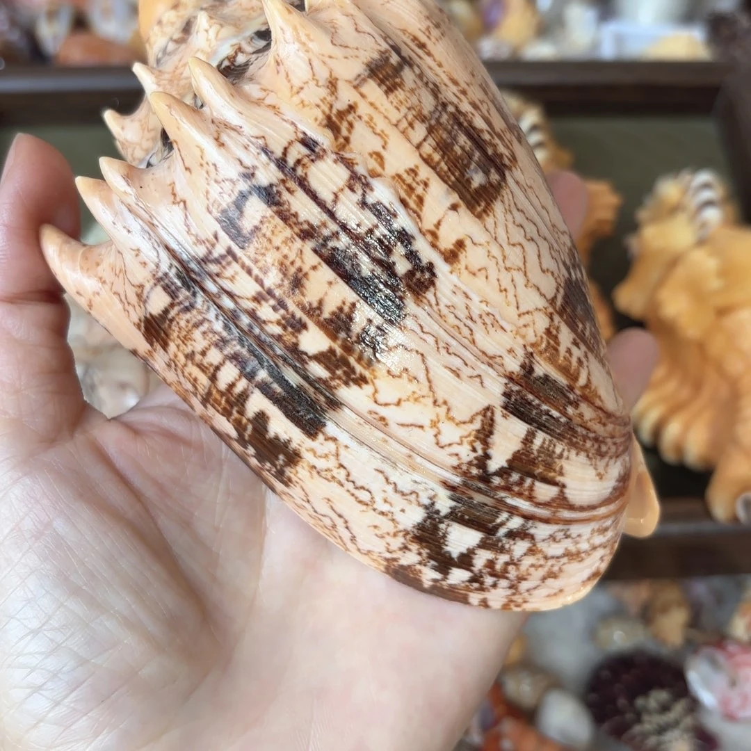 h***y天然海螺特价福利