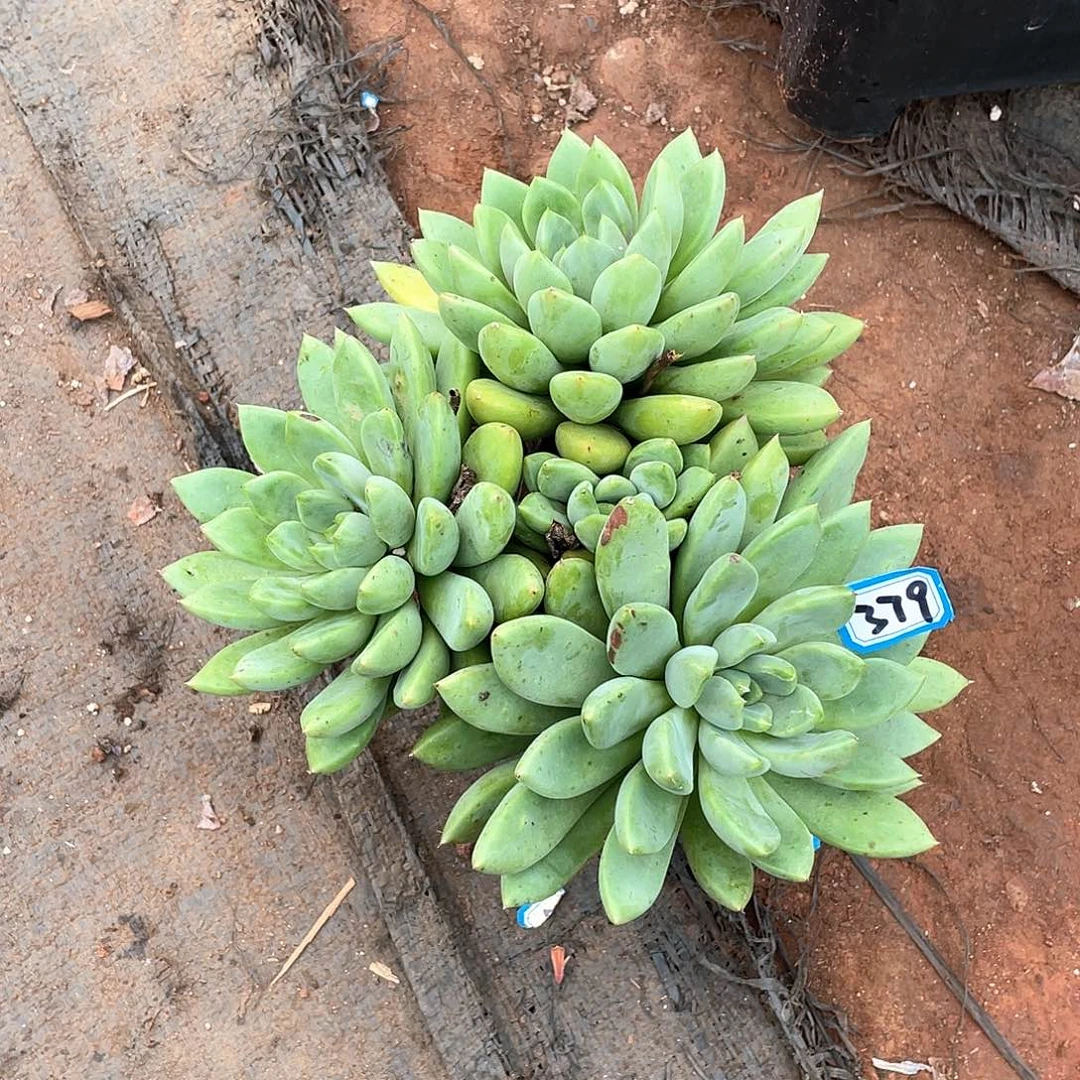 379象牙  一物一拍多肉