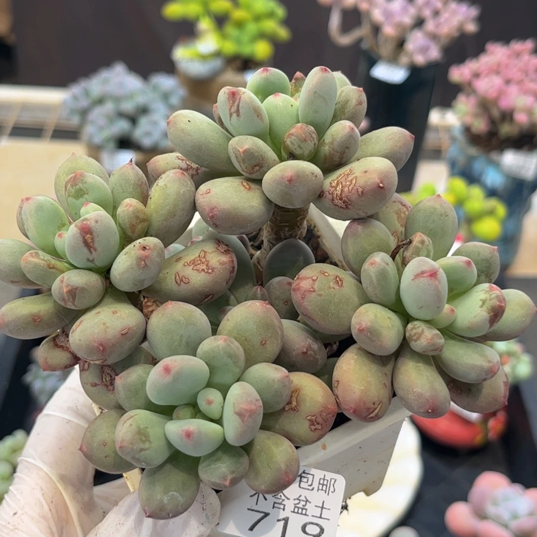 719桃花仙子奶11厘米(无盆土