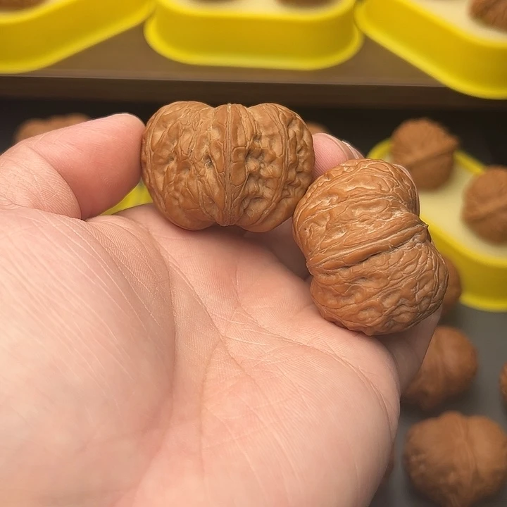 43尺精配头货毕业元宝