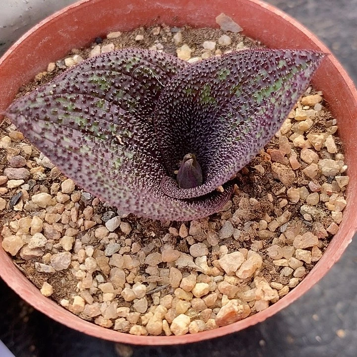 紫镜一颗买2送1。