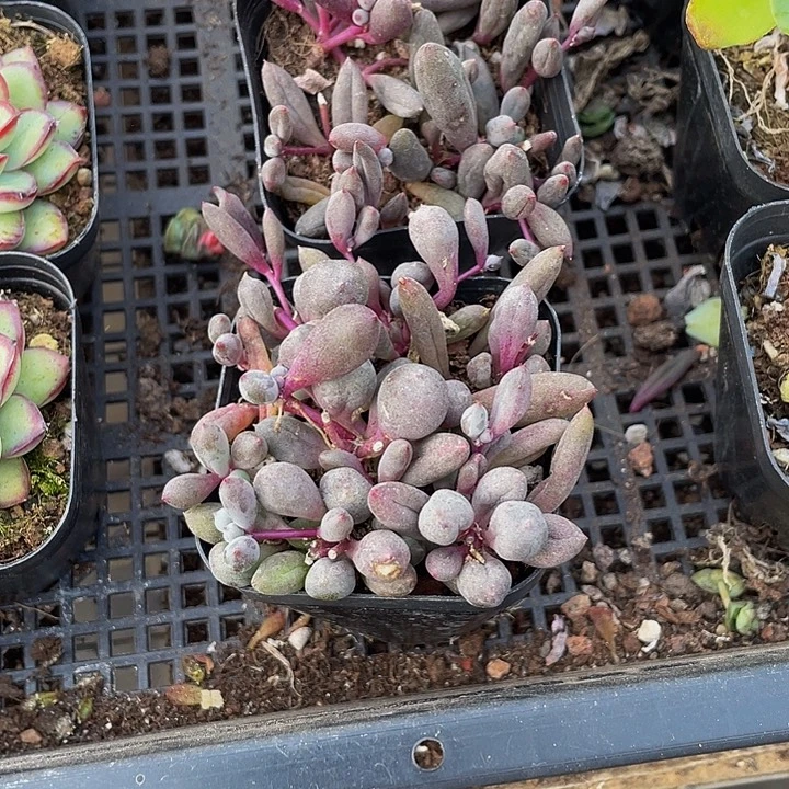 6.5方紫玄月带盆土发