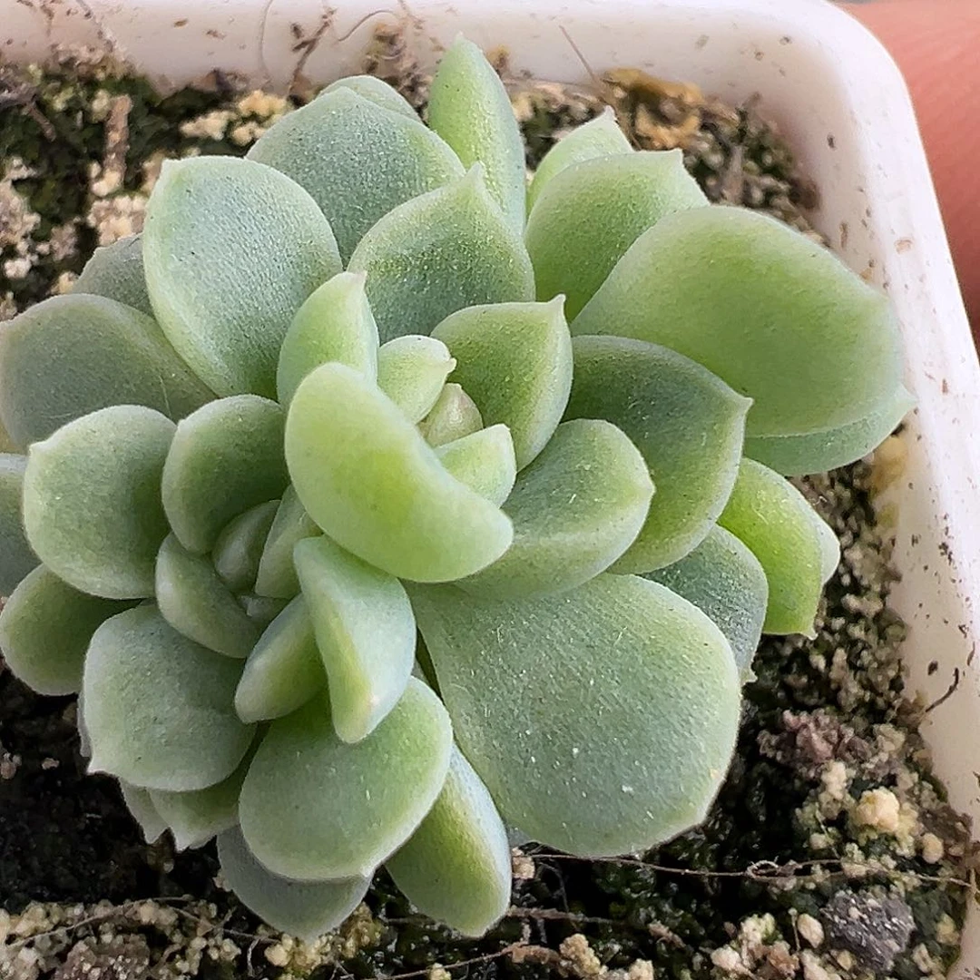纸鸢朵朵缀。